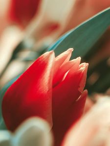 Preview wallpaper flower, tulip, bud, red, stem