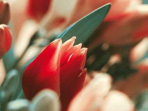 Preview wallpaper flower, tulip, bud, red, stem