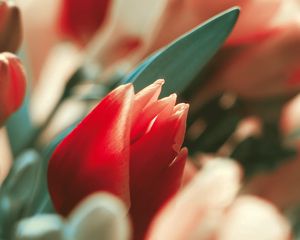 Preview wallpaper flower, tulip, bud, red, stem