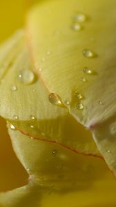 Preview wallpaper flower, tulip, plant, drops, light