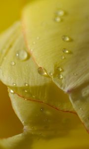 Preview wallpaper flower, tulip, plant, drops, light