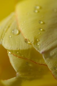 Preview wallpaper flower, tulip, plant, drops, light