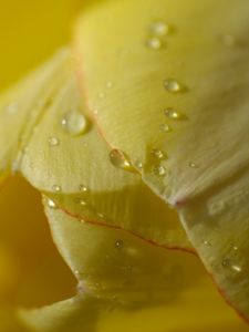 Preview wallpaper flower, tulip, plant, drops, light