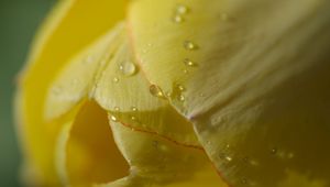 Preview wallpaper flower, tulip, plant, drops, light
