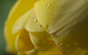 Preview wallpaper flower, tulip, plant, drops, light