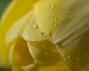 Preview wallpaper flower, tulip, plant, drops, light