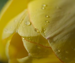 Preview wallpaper flower, tulip, plant, drops, light