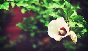 Preview wallpaper flower, twig, petals, plant