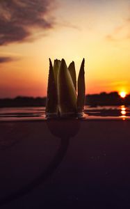 Preview wallpaper flower, underwater, bud, sunset