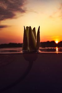 Preview wallpaper flower, underwater, bud, sunset