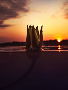 Preview wallpaper flower, underwater, bud, sunset