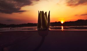 Preview wallpaper flower, underwater, bud, sunset