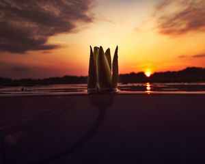 Preview wallpaper flower, underwater, bud, sunset