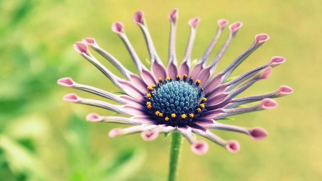 Wallpaper flower, unusual, beautiful, glare