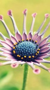 Preview wallpaper flower, unusual, beautiful, glare