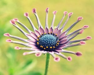 Preview wallpaper flower, unusual, beautiful, glare