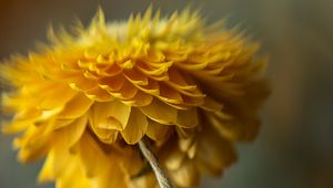 Preview wallpaper flower, vase, aesthetics, yellow