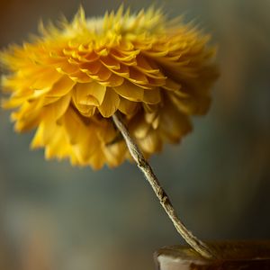 Preview wallpaper flower, vase, aesthetics, yellow