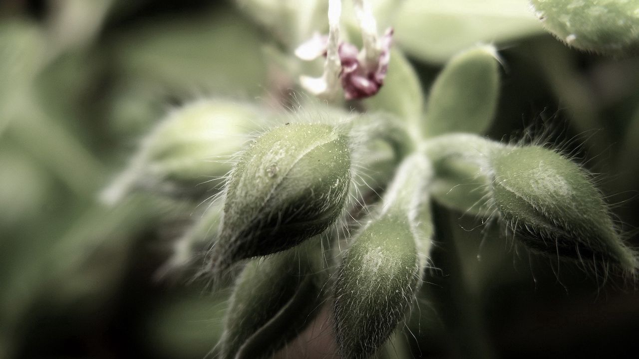 Wallpaper flower, velvety, green, young, flowering