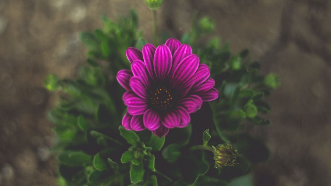 Wallpaper flower, violet, close-up, blur
