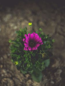 Preview wallpaper flower, violet, close-up, blur