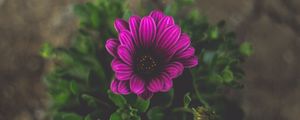 Preview wallpaper flower, violet, close-up, blur