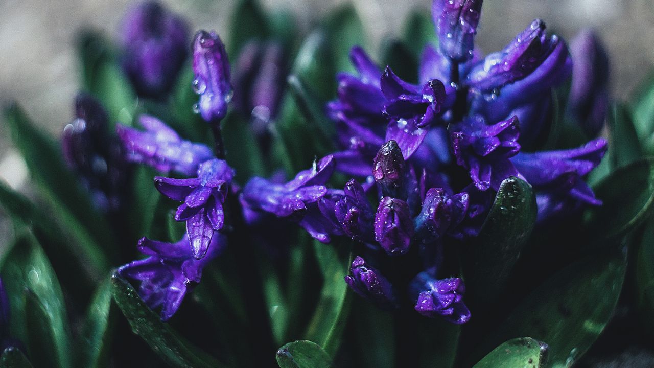 Wallpaper flower, violet, drops, plant, close-up