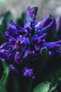 Preview wallpaper flower, violet, drops, plant, close-up