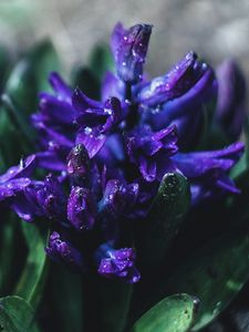 Preview wallpaper flower, violet, drops, plant, close-up