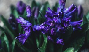 Preview wallpaper flower, violet, drops, plant, close-up