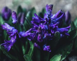 Preview wallpaper flower, violet, drops, plant, close-up