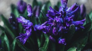 Preview wallpaper flower, violet, drops, plant, close-up