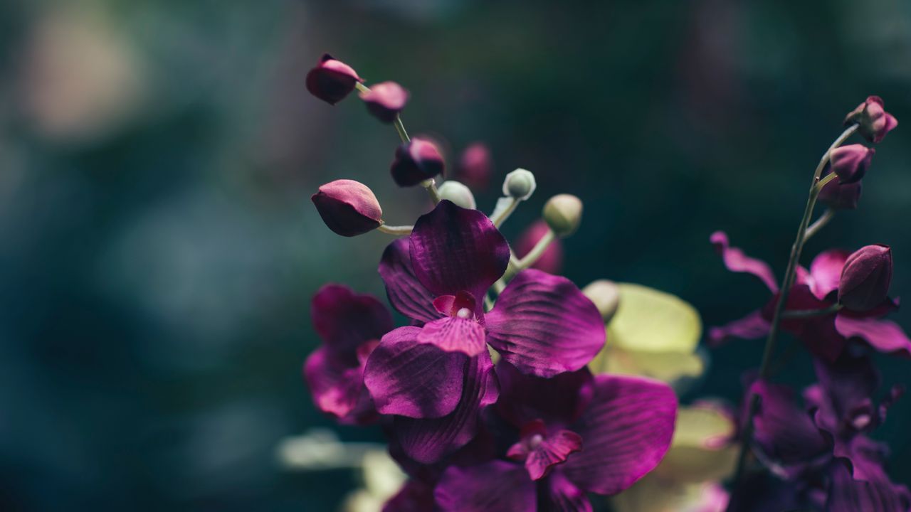 Wallpaper flower, violet, petals