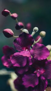 Preview wallpaper flower, violet, petals