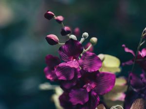 Preview wallpaper flower, violet, petals