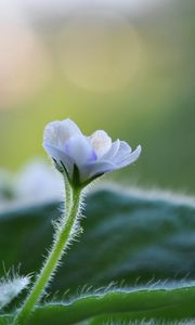 Preview wallpaper flower, violet, plant, macro, leaves