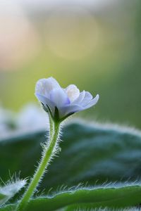 Preview wallpaper flower, violet, plant, macro, leaves