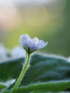 Preview wallpaper flower, violet, plant, macro, leaves