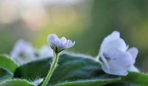 Preview wallpaper flower, violet, plant, macro, leaves