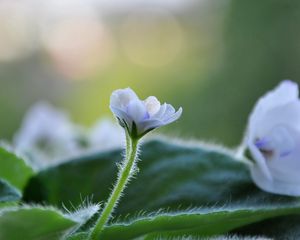 Preview wallpaper flower, violet, plant, macro, leaves