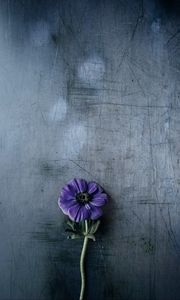 Preview wallpaper flower, violet, stem, background