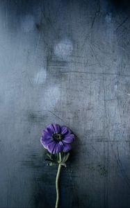 Preview wallpaper flower, violet, stem, background