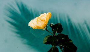 Preview wallpaper flower, water, moisture, melancholia