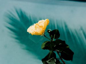 Preview wallpaper flower, water, moisture, melancholia