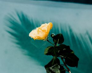 Preview wallpaper flower, water, moisture, melancholia