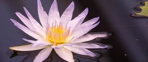 Preview wallpaper flower, water, petals, plant