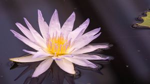 Preview wallpaper flower, water, petals, plant