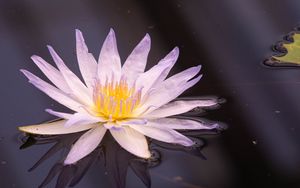 Preview wallpaper flower, water, petals, plant