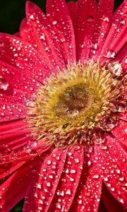 Preview wallpaper flower, wet, drops, petals