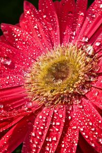 Preview wallpaper flower, wet, drops, petals